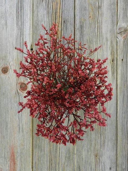 RED  TINTED LIMONIUM